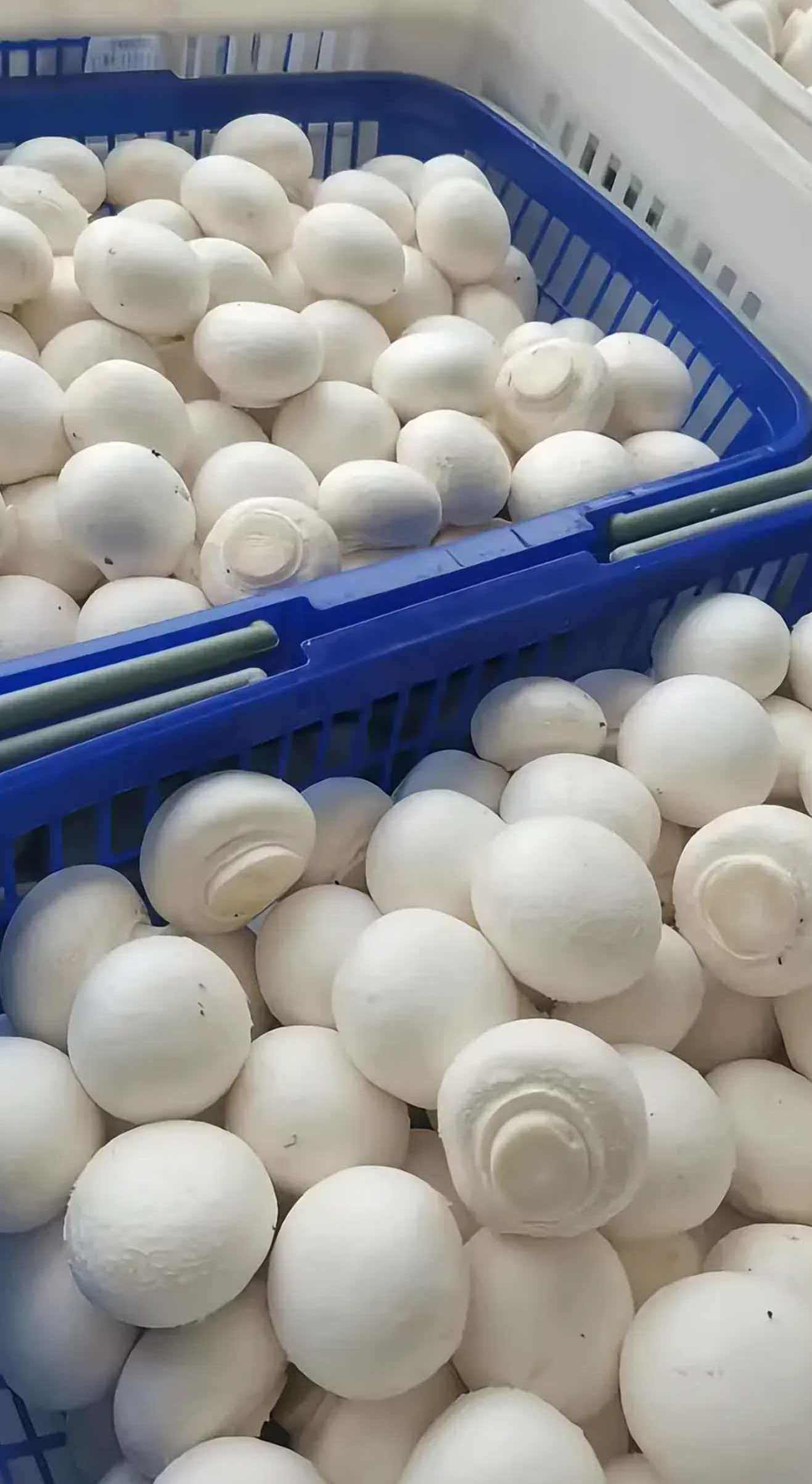 Mongolian mushroom